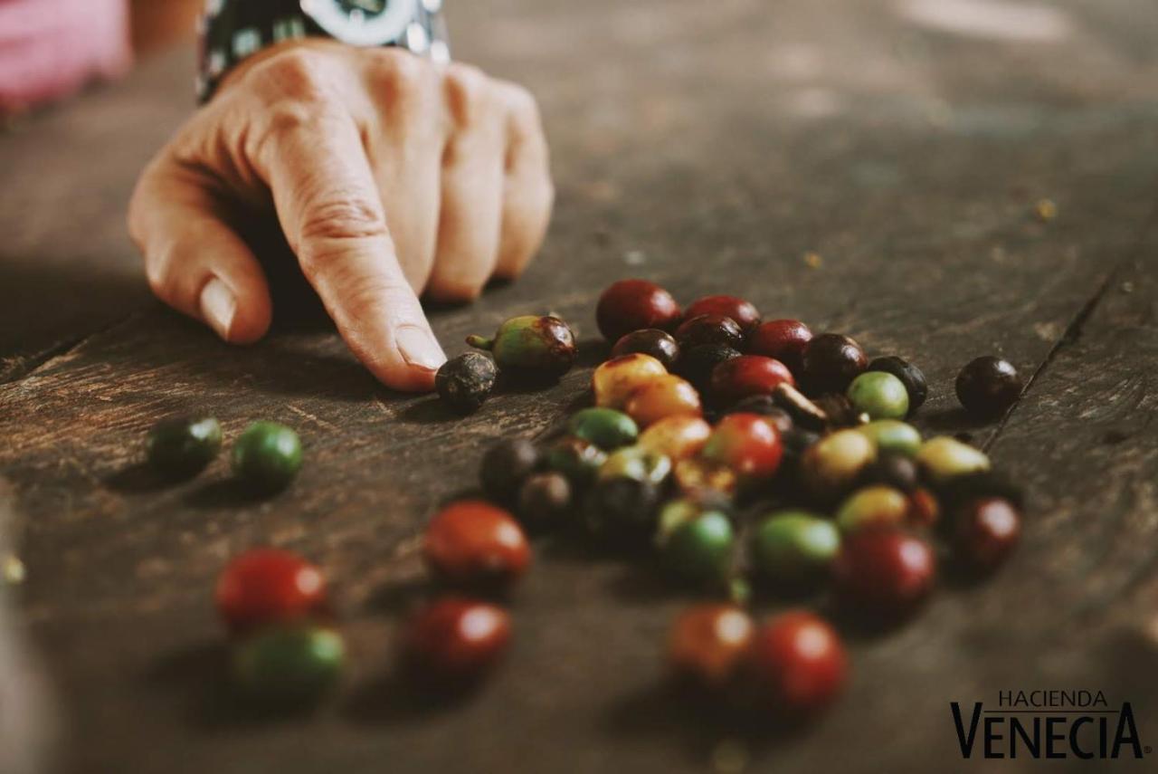Hacienda Venecia Coffee Farm Hotel Manizales Bagian luar foto